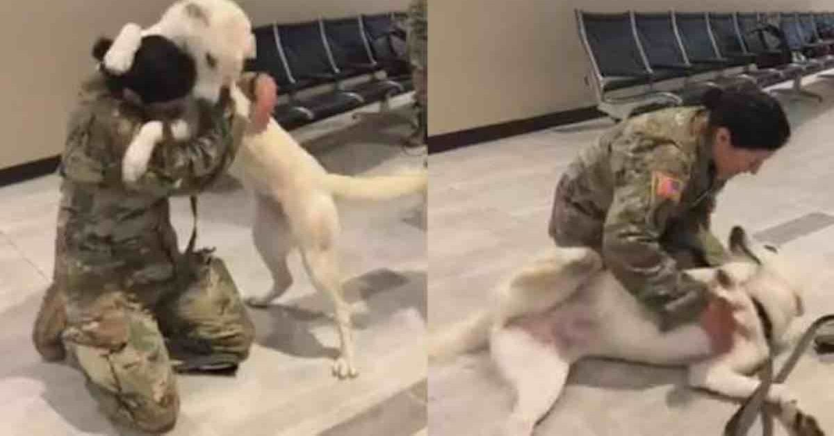 Il soldato finalmente si riunisce con il cane che ha salvato in Iraq