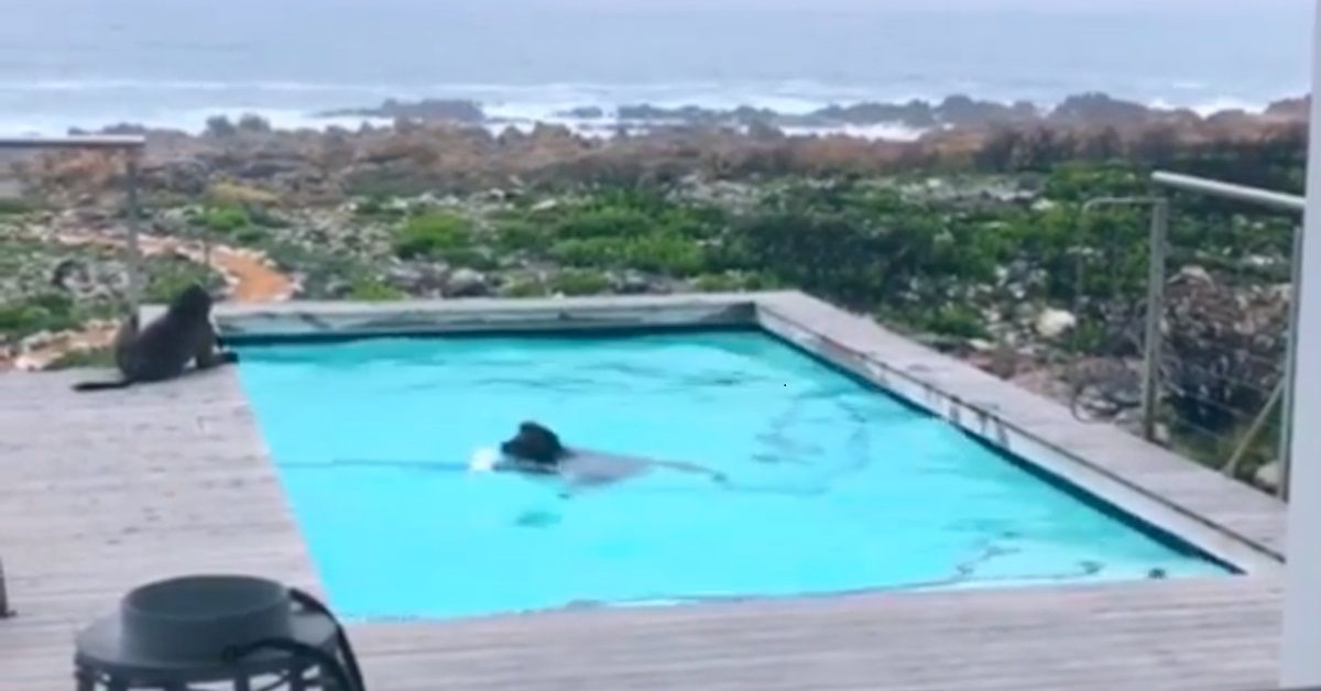 Uomo scopre i due babbuini nella sua piscina