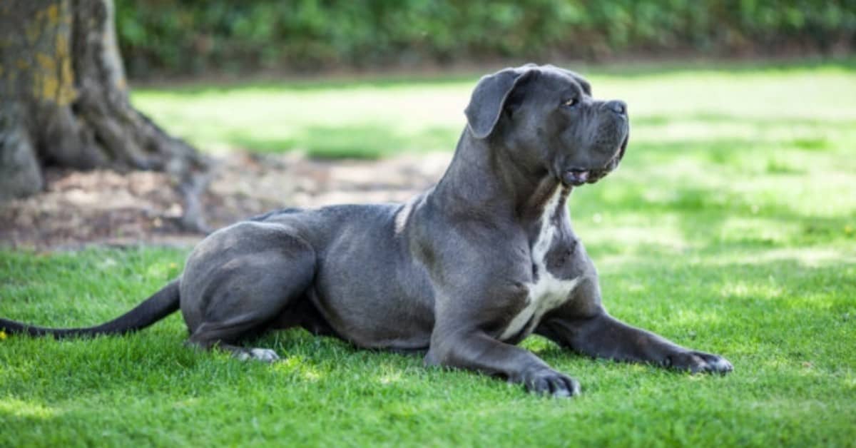 Varese, cane corso attacca un poliziotto. L’agente gli spara.