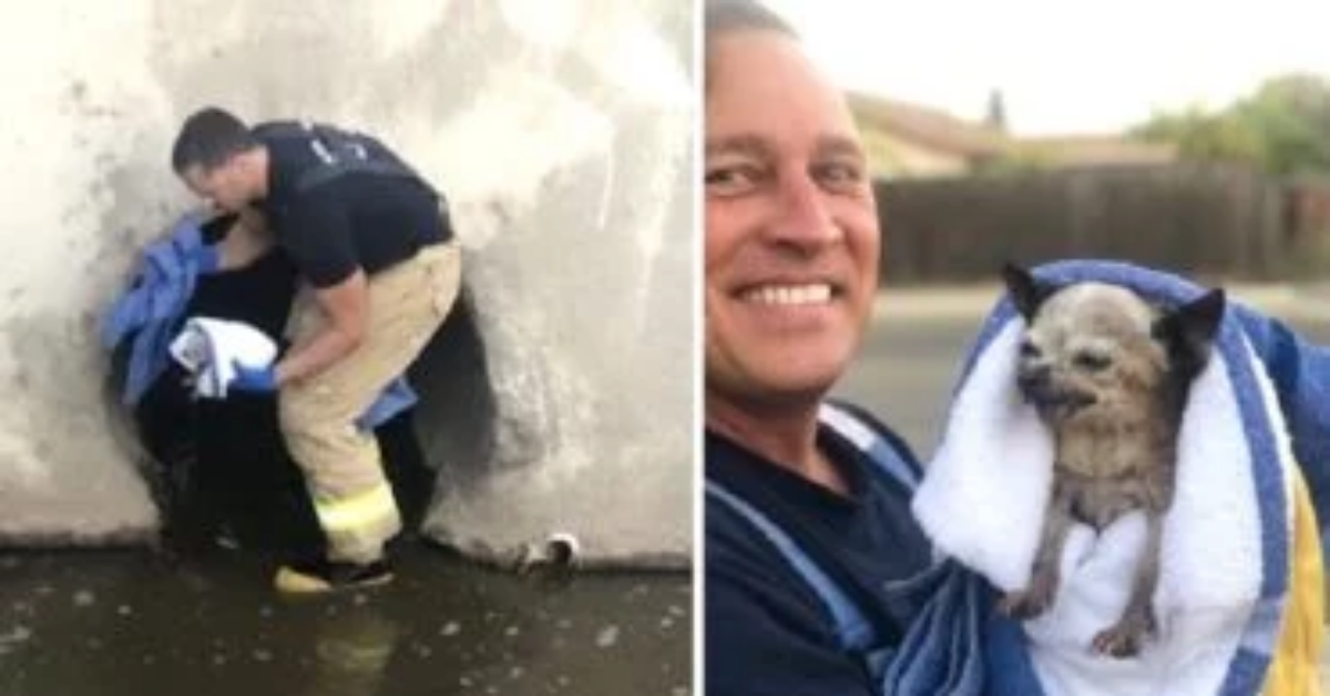 Vigili del fuoco salvano un anziano cane caduto in un canale