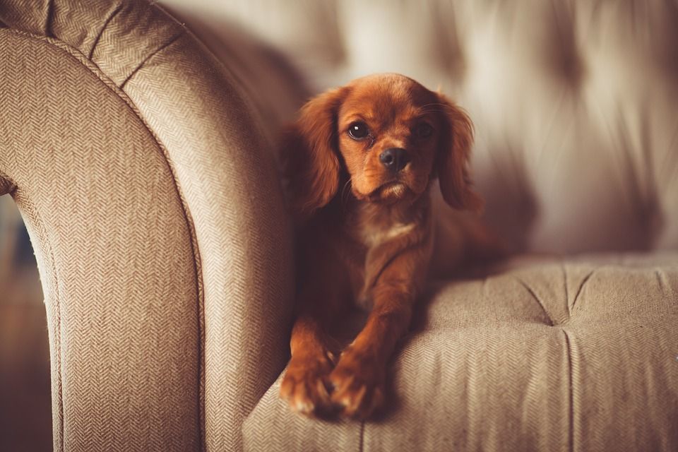 Come tenere casa pulita con un bambino e un animale domestico