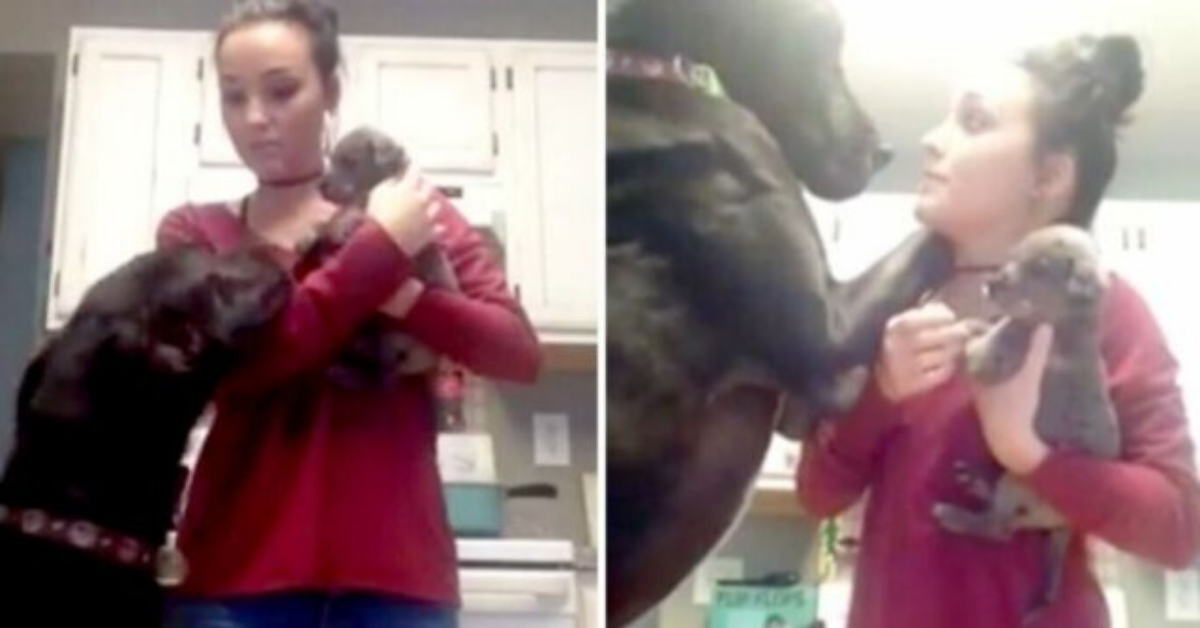 Decide di adottare un nuovo cucciolo, senza rendersi conto che il suo alano doveva essere d’accordo
