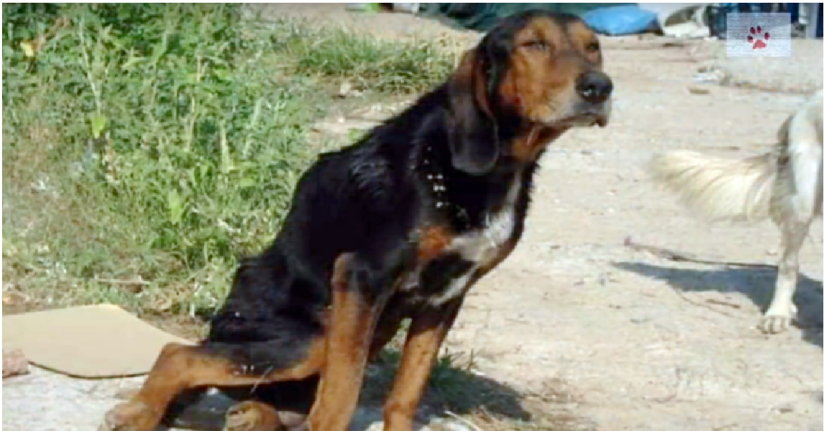 Alfredo, un cane felice comunque