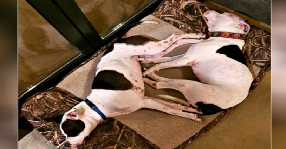 Attore famoso adotta due cani abbandonati