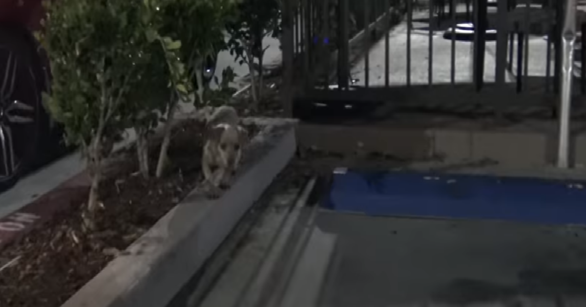 Bean, il cane abbandonato tra i cespugli