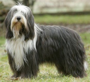 beardedcollie