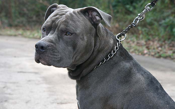 blue-nose-pitbull