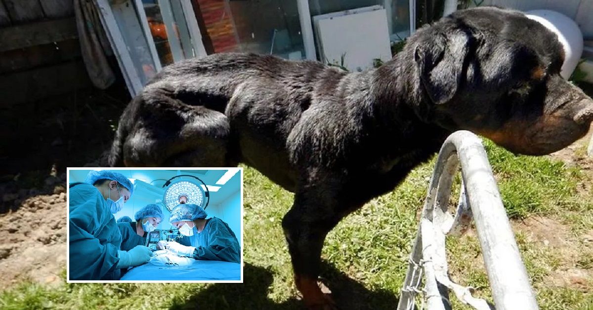 Nuova Zelanda, cane malato curato con la medicina tradizionale perde la vita