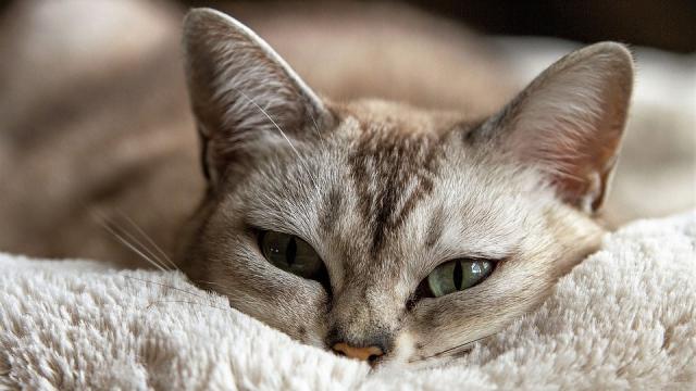Buccinasco, cercasi coccolatori di gatti