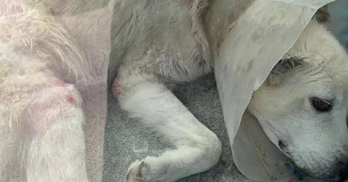 Firenze, Lucie, la cagnolina che viveva nel bagagliaio della macchina, ha una nuova casa