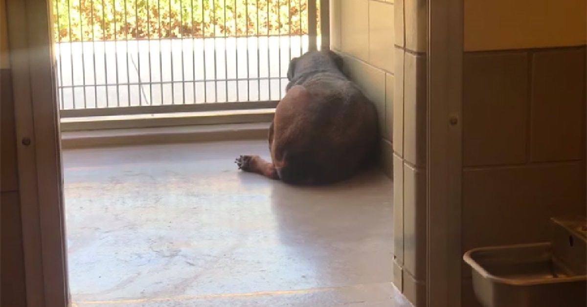 Cagnolina traumatizzata si nasconde in un angolo per non essere vista