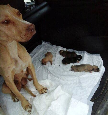 cagnolina-cuccioli