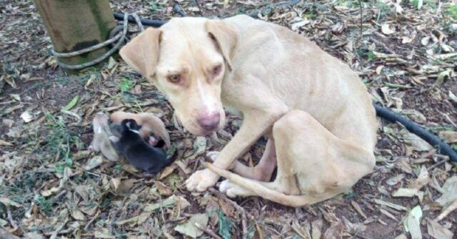 cagnolina-cuccioli-neonati