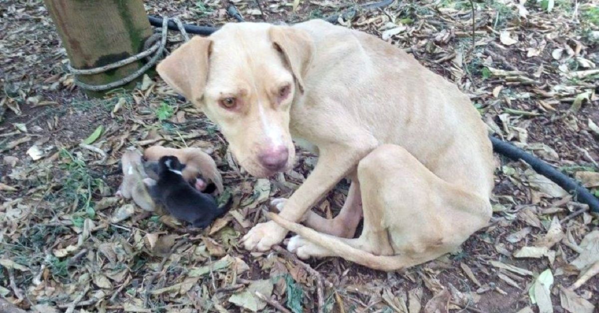 Lara, la cagnolina che ha partorito legata nel bosco