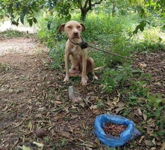 cagnolina-legata-bosco