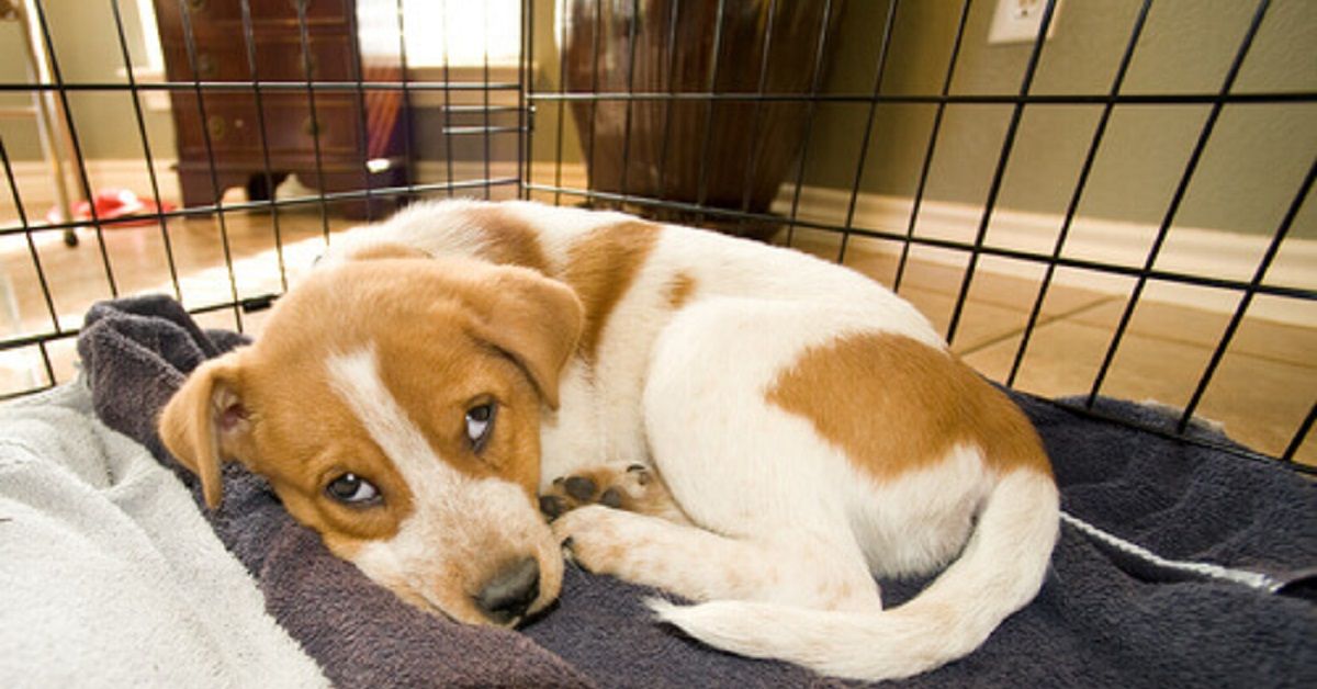 Non sono cani di razza, ma cambiano la vita a chi li adotta