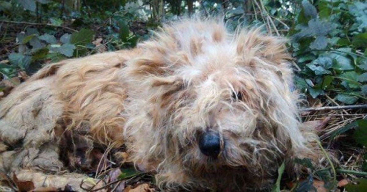 Ha lasciato morire un cane al freddo: non potrà più tenere animali domestici