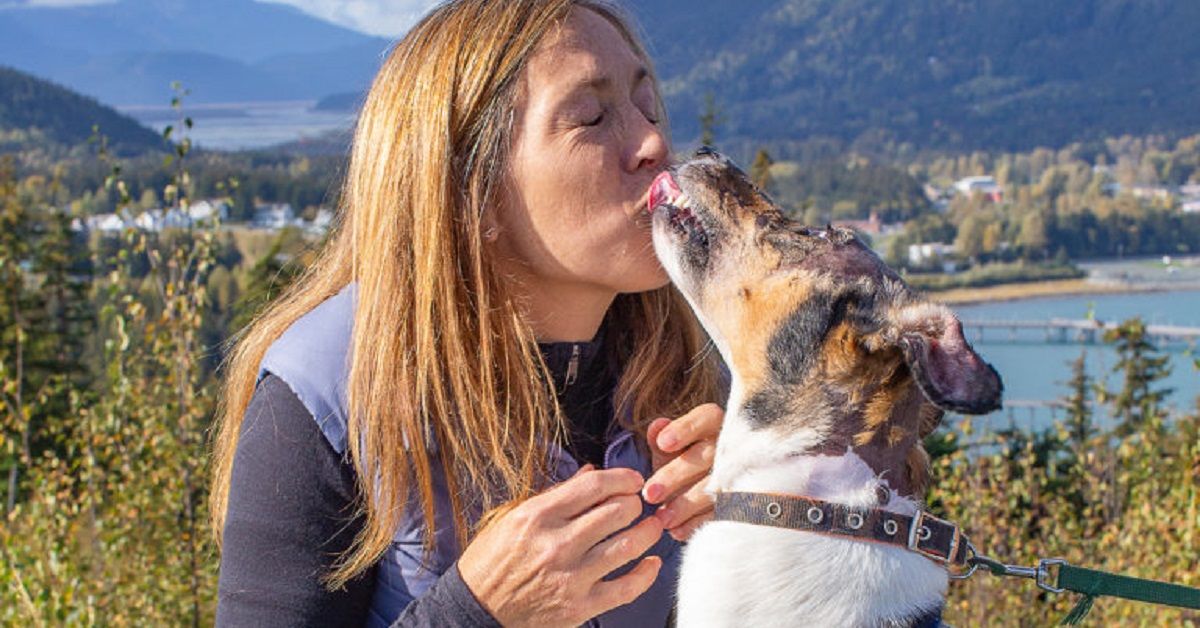 Archer, il cane con la pelle trapiantata