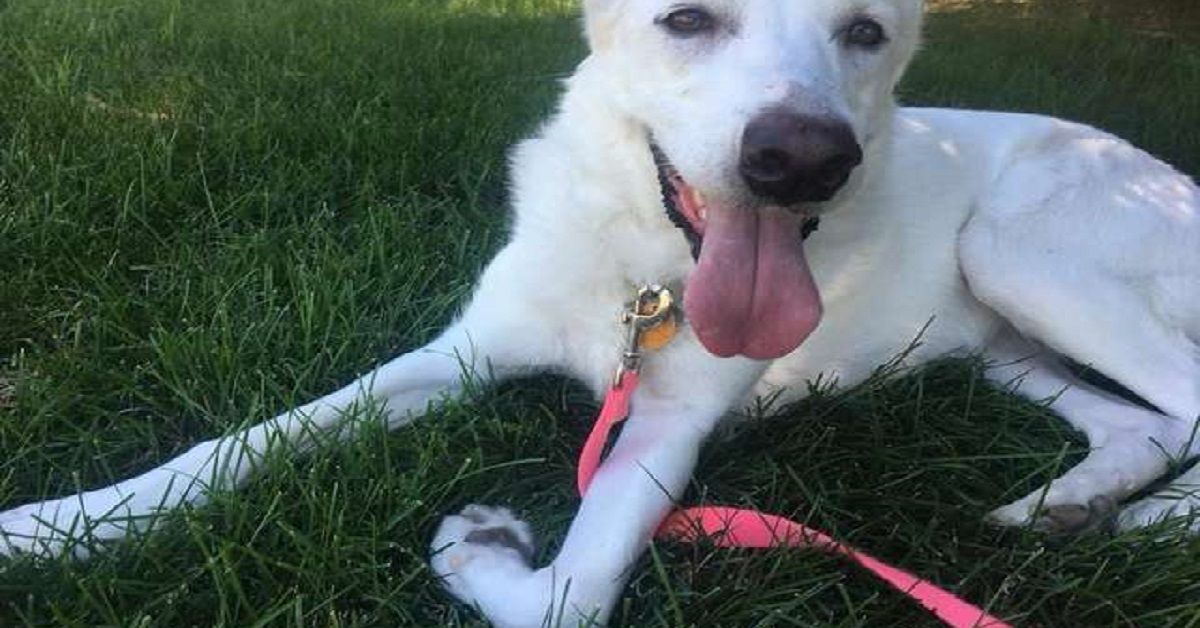 Donna trasforma la cuccia del cane salvato in uno spazio adorabile