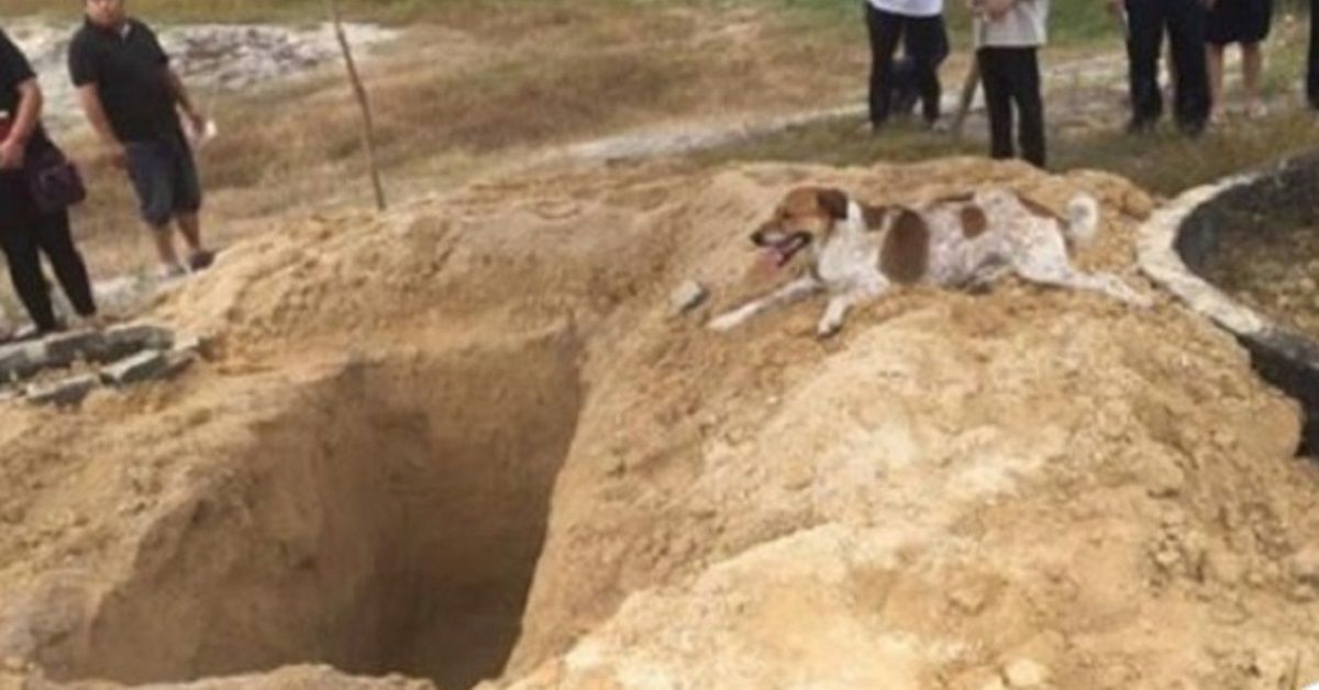 Bobby, il cane che ha seguito il corteo del funerale della sua proprietaria