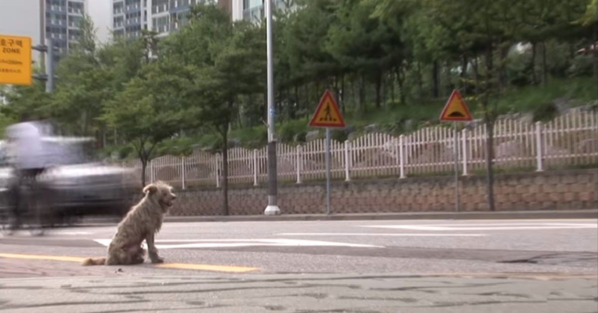 Un cane triste si aggira per le strade alla ricerca dell’amico umano che aveva perso la vita
