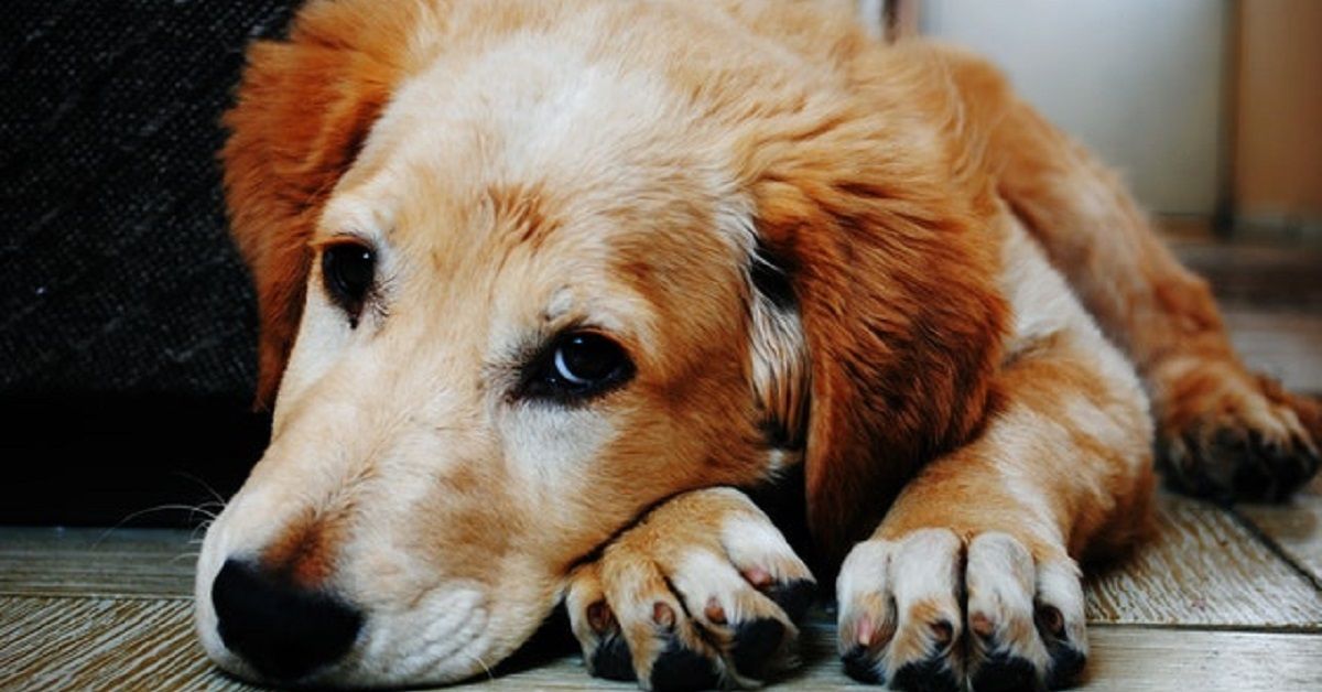 È vero che gli animali piangono?