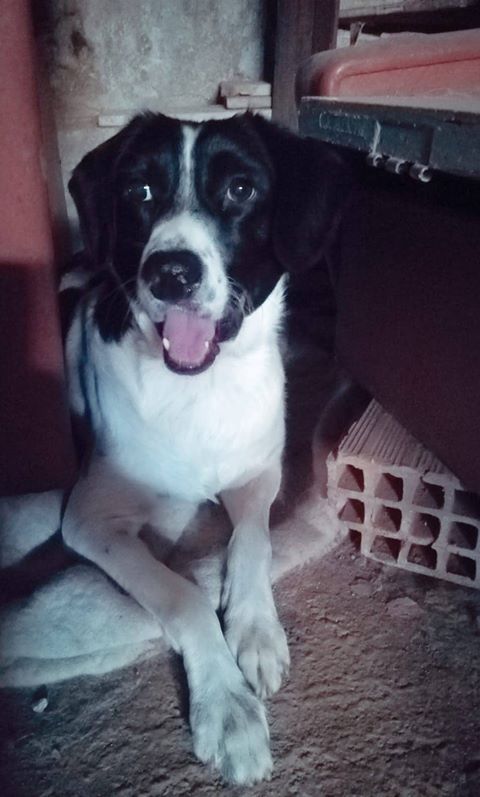cane-Milo