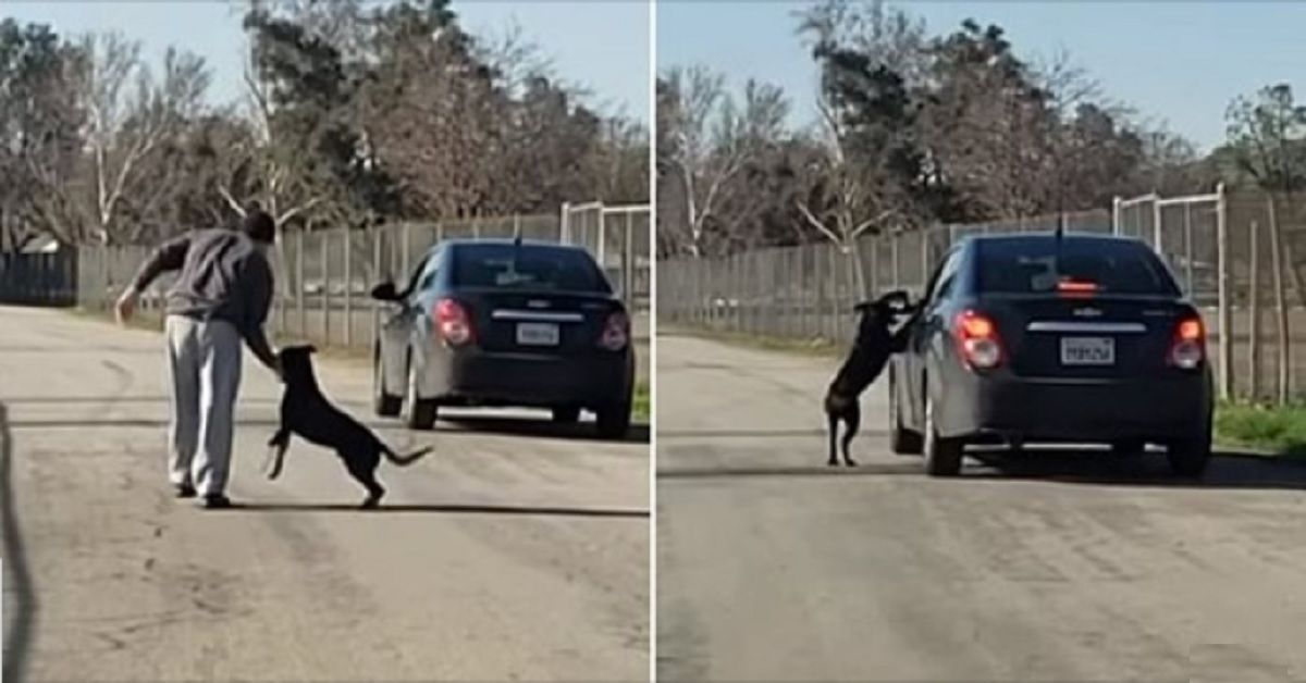 Il momento straziante in cui un uomo scarica un cane per strada