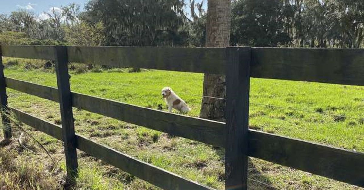 Ogni giorno una donna nutre un cane abbandonato per guadagnarsi la sua fiducia e salvarlo