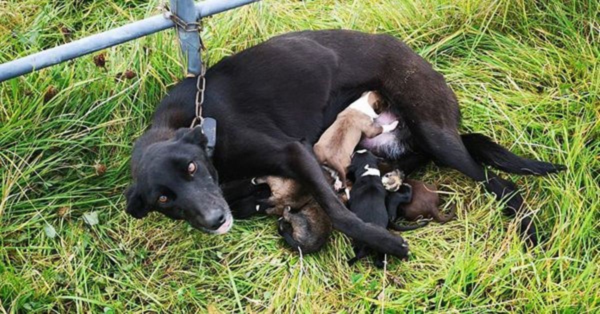 Cane trovato incatenato a un cancello insieme ai 6 cuccioli appena nati che allatta