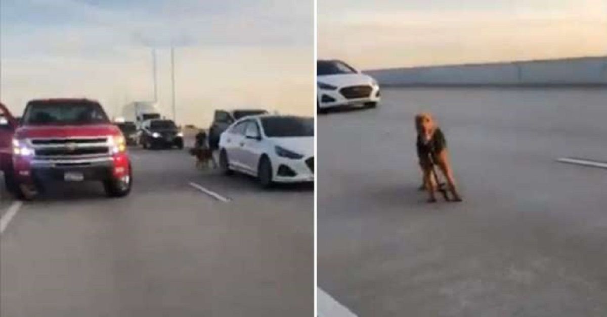 La gente lavora insieme per salvare un cane che correva in autostrada