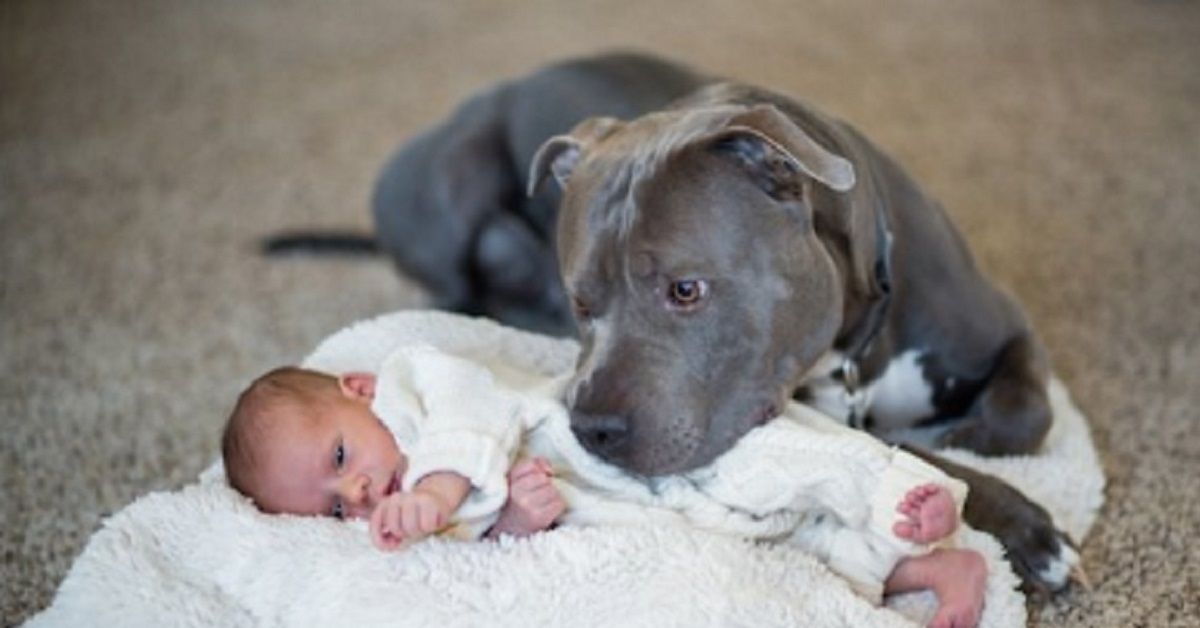Zack e Sam, la storia di due cani fedeli raccontata da Greg Heynen