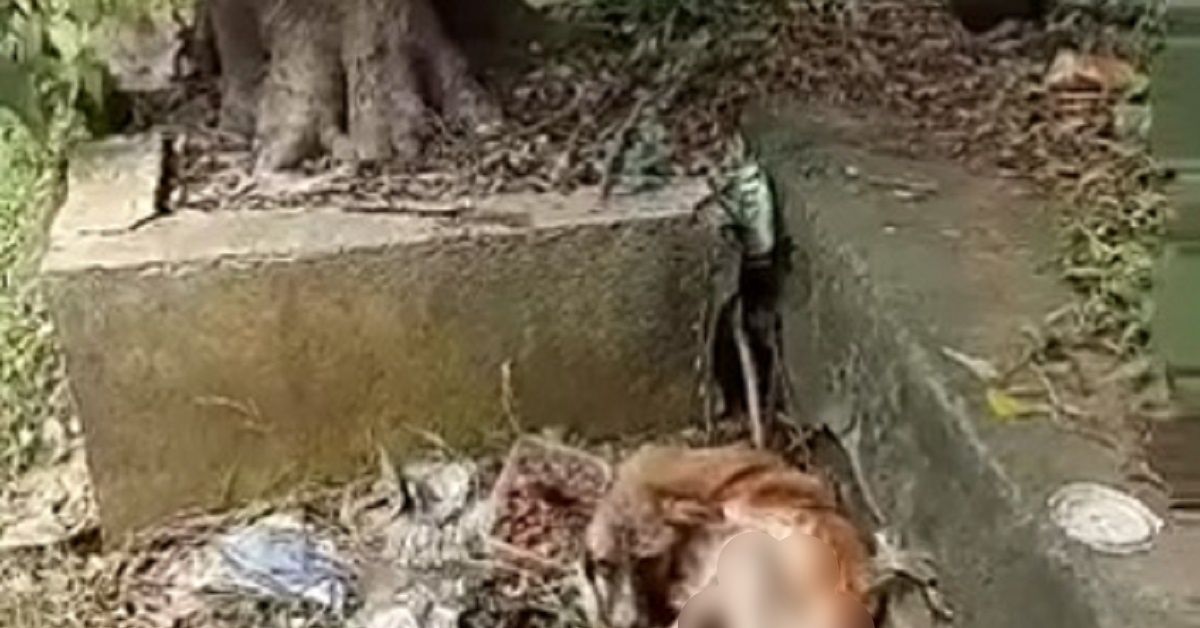 Chief, il cane trovato su un mucchio di immondizia