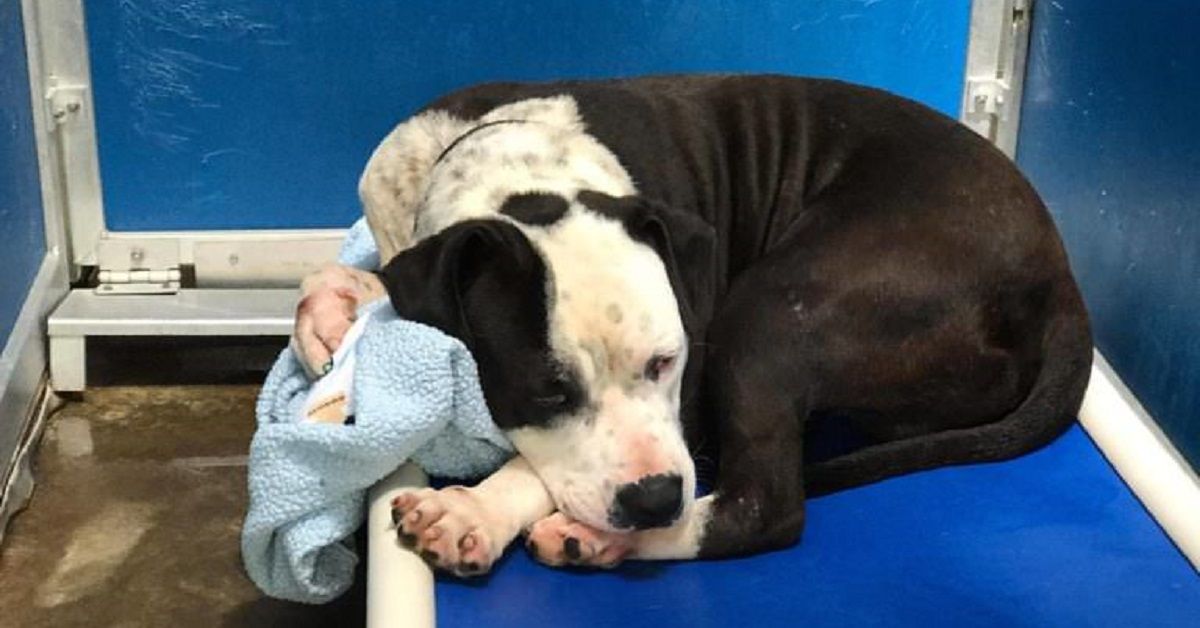 Il grande cane del rifugio si scioglie quando qualcuno gli dà una coperta