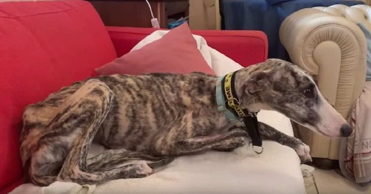 Cane da caccia abbandonato non smette di piangere, ma qualche giorno dopo la speranza si riaccende