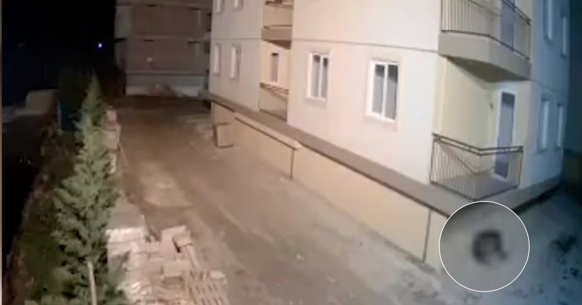 Terremoto Albania, il cane scappa poco prima della scossa, il video