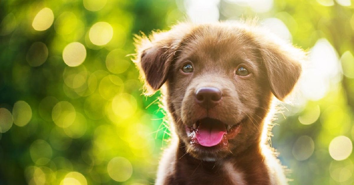 8 trucchi per far felice il cane