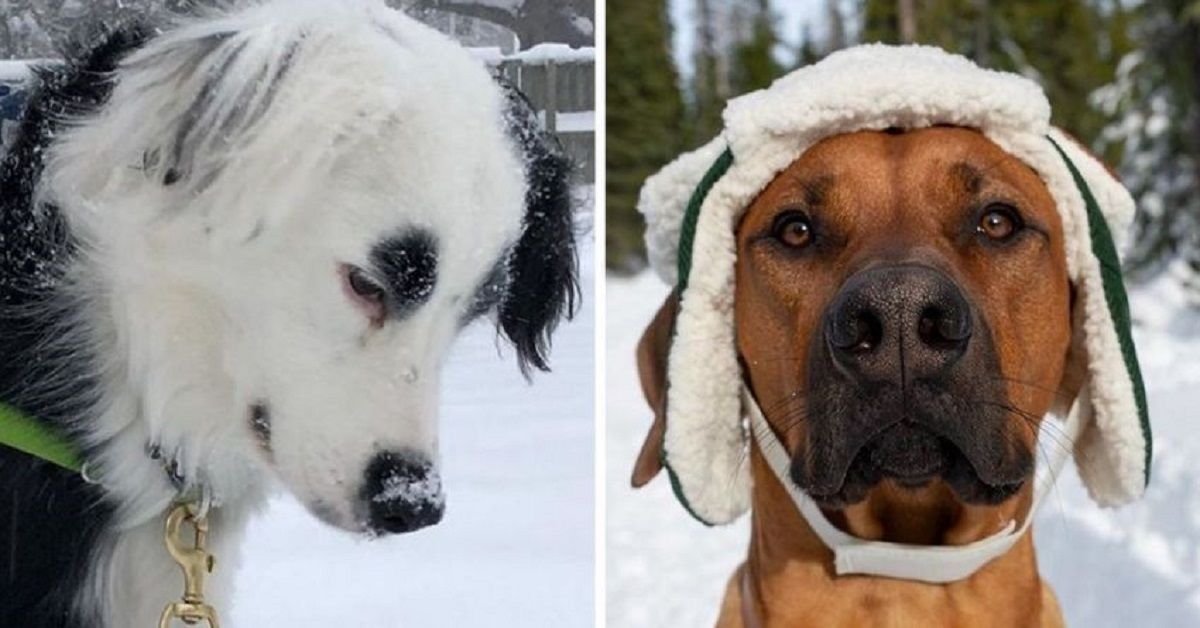 Come sapere quando fuori fa troppo freddo per il tuo cane