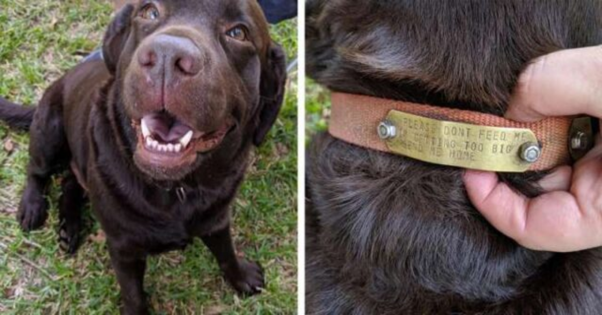Cane si intrufola alla festa per chiedere da mangiare ma i presenti leggono la sua nota