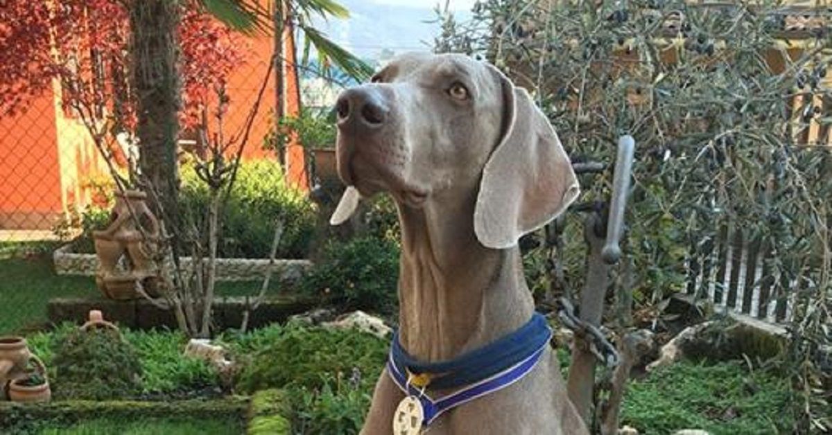 Fiorano al Serio saluta Greta, eroico cane da soccorso