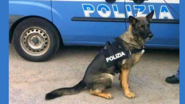 cane-poliziotto