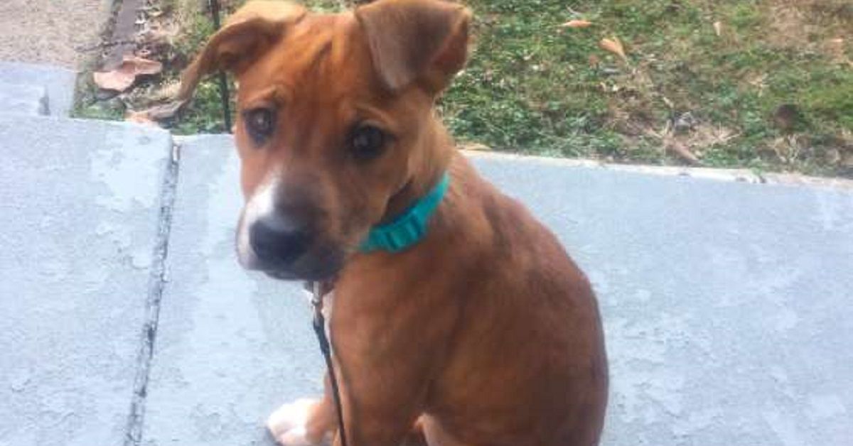 Strano cane si presenta sul prato di una donna e sembra riconoscerla