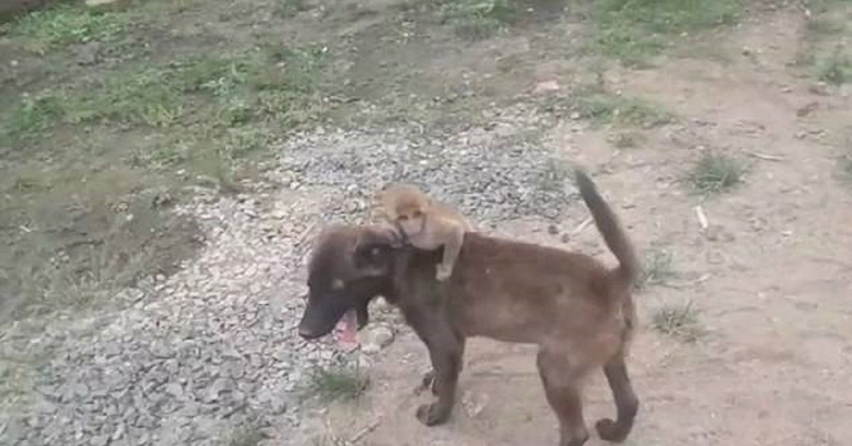 Il cane porta sulla schiena una scimmietta abbandonata per portarla dalla polizia