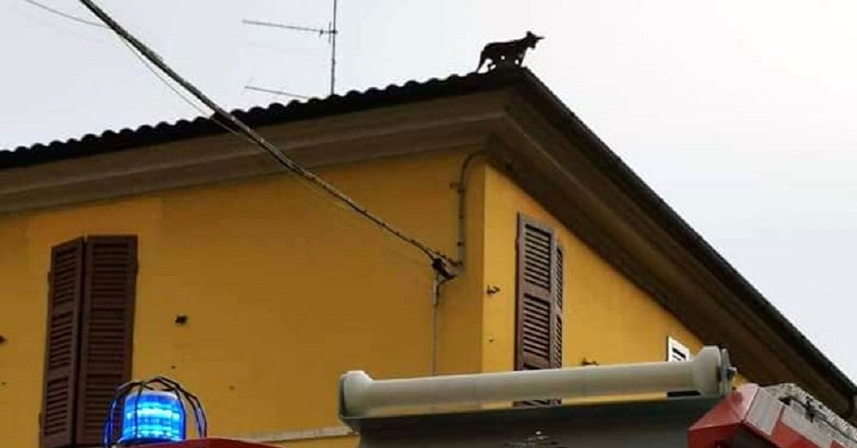 Ravenna, cane sul tetto di una casa