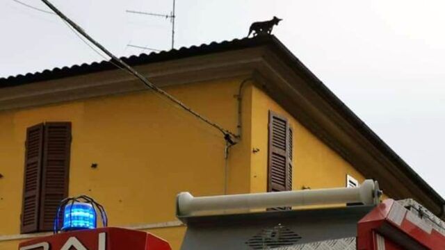 cane-sul-tetto