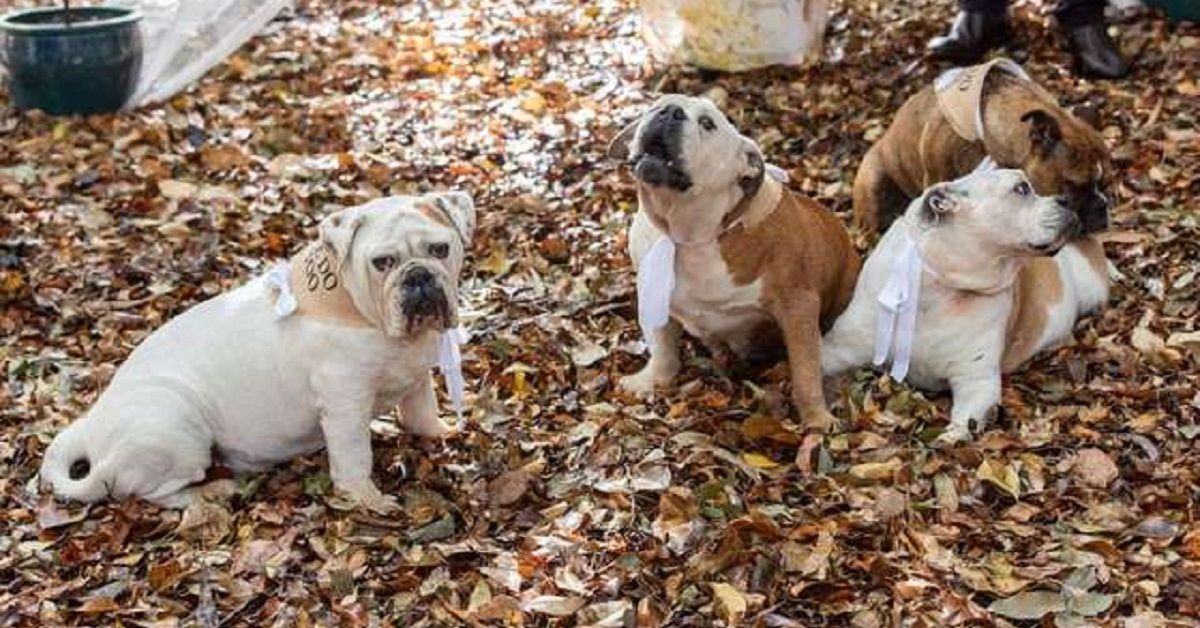 Cane testimone cerca di attirare su di se l’attenzione di tutti al matrimonio
