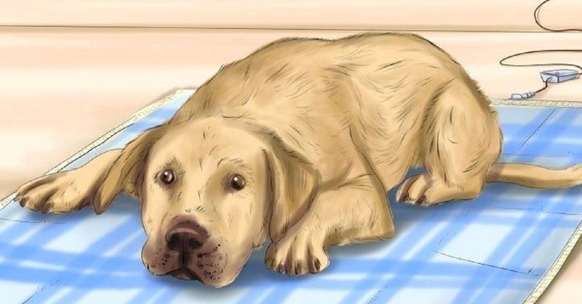 5 motivi per cui il tuo cane sta piagnucolando