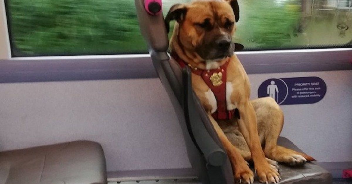 Cane triste fotografato da solo sull’autobus