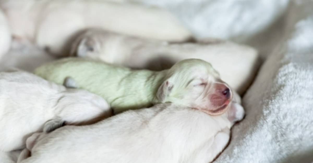 Germania, cucciolo di Golden retriever nato con il pelo verde