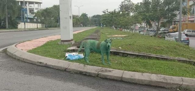 cane-verde-malaysia